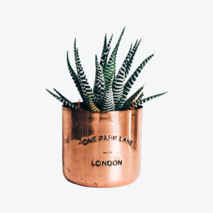 Planta EcoAir sobre latón.